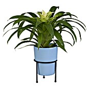 Piardino Bromelie (Bromelia, Topfgröße: 10 cm, Sortenabhängig) | BAUHAUS