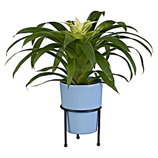 Piardino Bromelie (Bromelia, Topfgröße: 10 cm, Sortenabhängig)