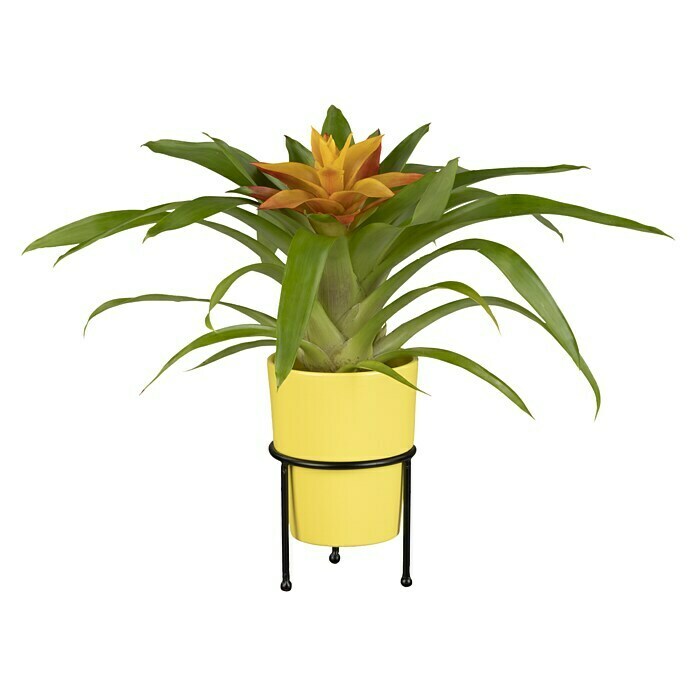 Piardino Bromelie (Bromelia, Topfgröße: 10 cm, Sortenabhängig) | BAUHAUS