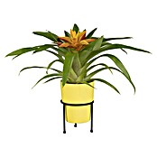Piardino Bromelie (Bromelia, Topfgröße: 10 cm, Sortenabhängig) | BAUHAUS