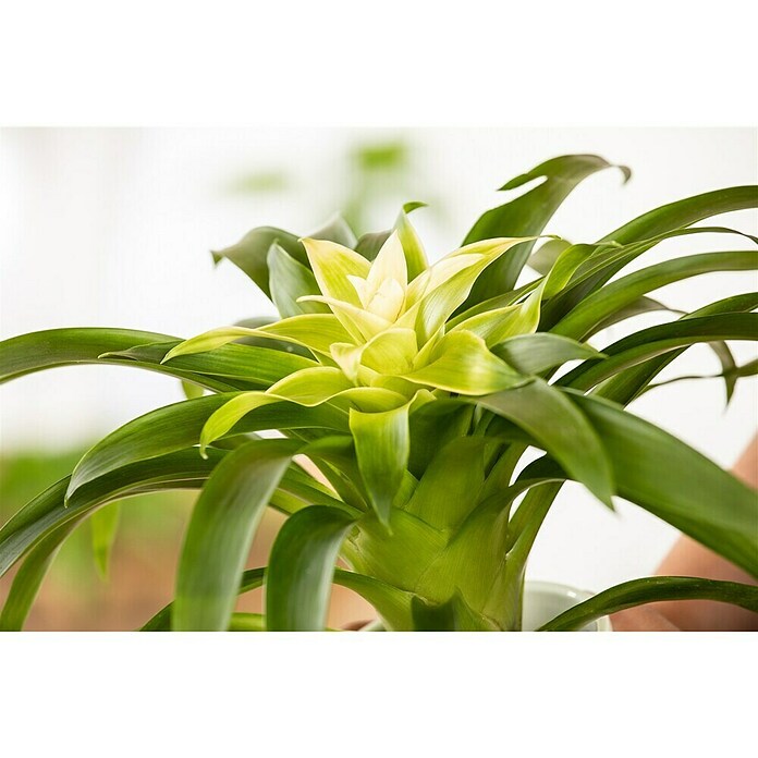 Piardino Bromelie (Bromelia, Topfgröße: 10 cm, Sortenabhängig) | BAUHAUS