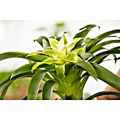 Piardino Bromelie (Bromelia, Topfgröße: 10 cm, Sortenabhängig) | BAUHAUS