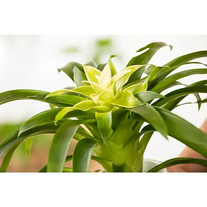 Piardino Bromelia - Bromelia Hybriden, Tamaño de maceta: 10 cm, Dependiendo de la variedad - Primer plano de una impresionante bromelia con vibrantes hojas verdes y una floración radiante, un punto focal tropical para cualquier habitación.