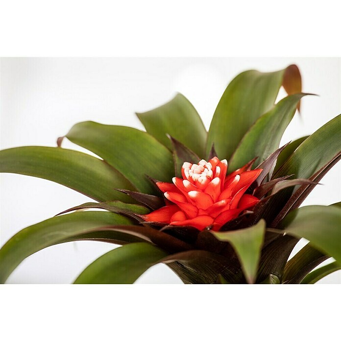 Piardino Bromelie (Bromelia, Topfgröße: 10 cm, Sortenabhängig) | BAUHAUS