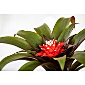 Piardino Bromelie (Bromelia, Topfgröße: 10 cm, Sortenabhängig) | BAUHAUS