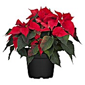 Euphorbia pulcherima26 Busch