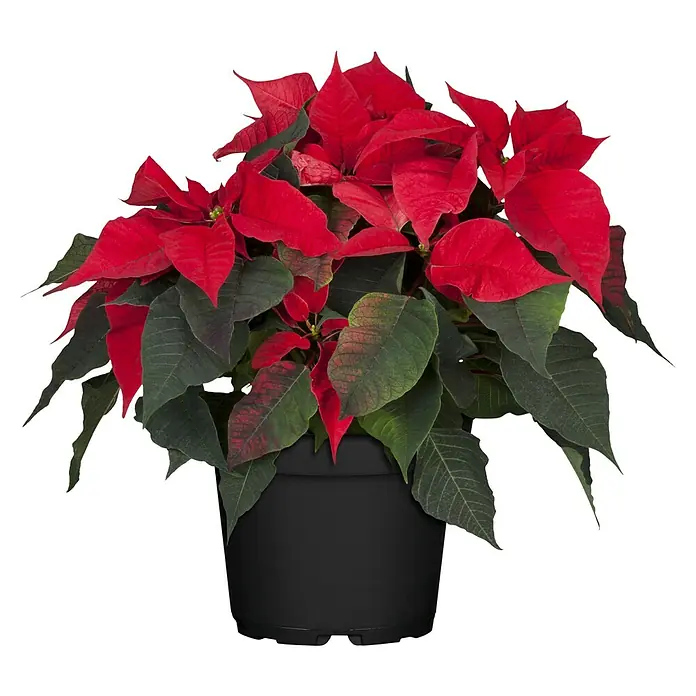 Piardino Weihnachtsstern - Euphorbia pulcherima, Topfgröße: 26 cm, Rot, Weiß, Rosa - Üppiger Weihnachtsstern im Topf mit leuchtend roten Blättern, ein festlicher Blickfang für die Weihnachtszeit.