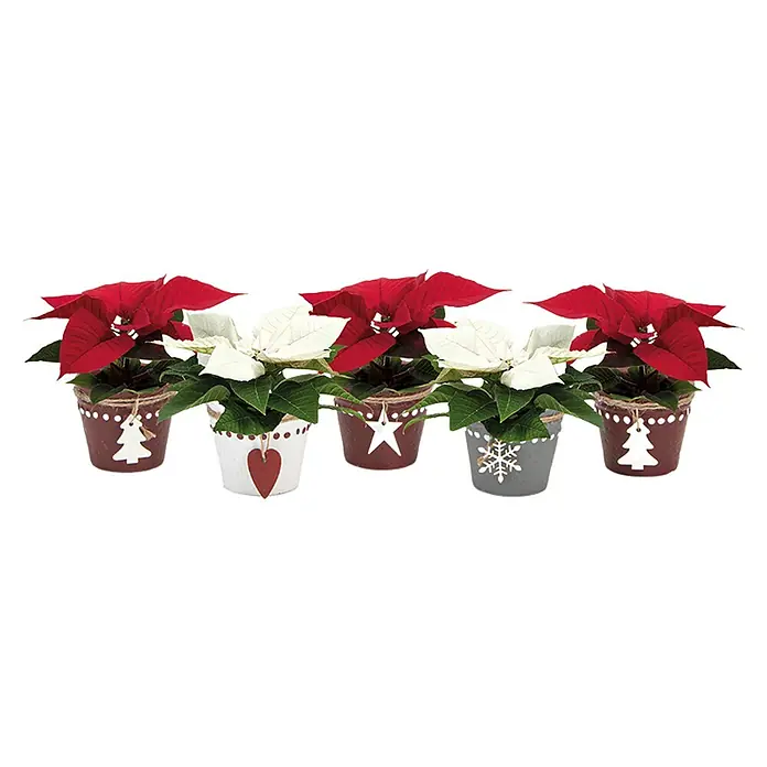 Piardino Weihnachtsstern - Euphorbia pulcherrima, Topfgröße: 6 cm, Rosa/Rot/Weiß - Eine Reihe dekorativer Weihnachtsstern-Pflanzen in festlichen Töpfen mit Weihnachtsbaum-, Herz- und Schneeflockenverzierungen.