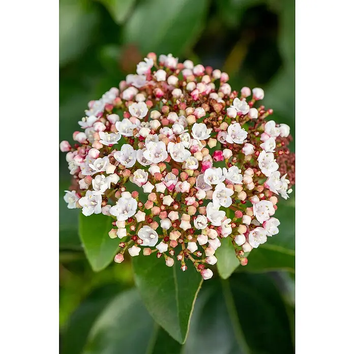 Piardino Lorbeer-Schneeball 2 knospig - Viburnum tinus - Die Nahaufnahme zeigt eine Viburnum-tinus-Pflanze mit cremeweißen Blüten und rosa Knospen, umgeben von grünen Blättern.