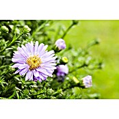 Piardino Kissen-Aster (Aster dumosus, Topfgröße: 13 cm, Verschiedene Farben) | BAUHAUS