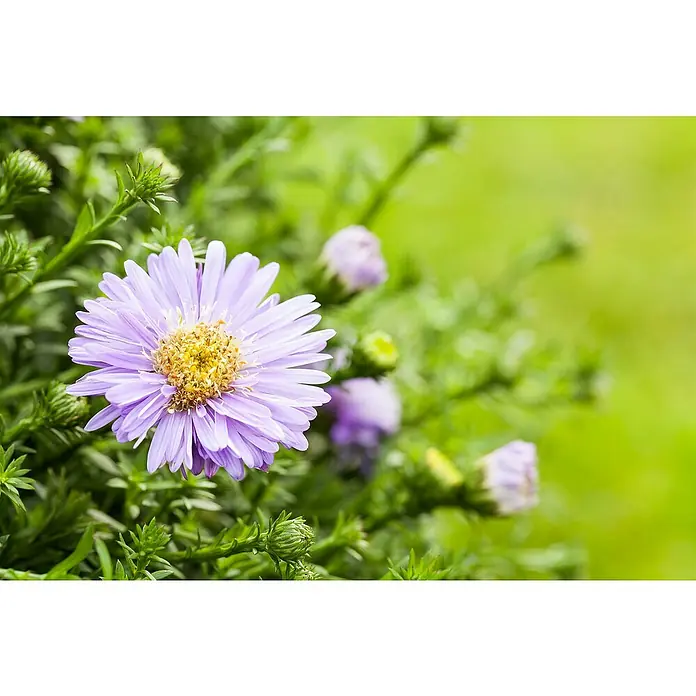 Piardino Kissen-Aster - Aster dumosus, Topfgröße: 13 cm, Verschiedene Farben - Nahaufnahme einer lila Asterblüte mit gelber Mitte, umgeben von grünen Blättern und Knospen. Die Blütenblätter sind zart und die Textur ist detailliert.