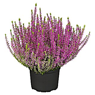 Besenheide Garden girls (Calluna vulgaris, Topfgröße: 17 cm)