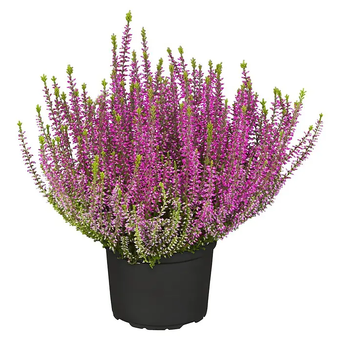Besenheide Garden girls - Calluna vulgaris, Topfgröße: 17 cm - Heidekraut in einem schwarzen Topf. Die Pflanze hat viele kleine, violette Blüten und grüne Blätter, die sie zu einer attraktiven Dekoration machen.