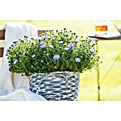 Piardino Kissen-Aster (Aster dumosus, Topfgröße: 13 cm, Verschiedene Farben) | BAUHAUS