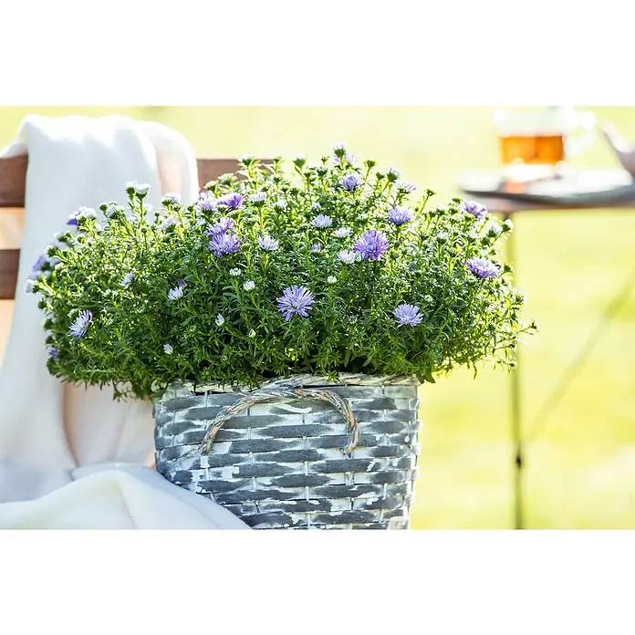 Piardino Kissen-Aster - Aster dumosus, Topfgröße: 13 cm, Verschiedene Farben - Lila Aster-Blumen, die in einem rustikalen Korb gepflanzt sind, daneben ein weißes Tuch und ein Teegedeck auf einem kleinen Tisch im Hintergrund.