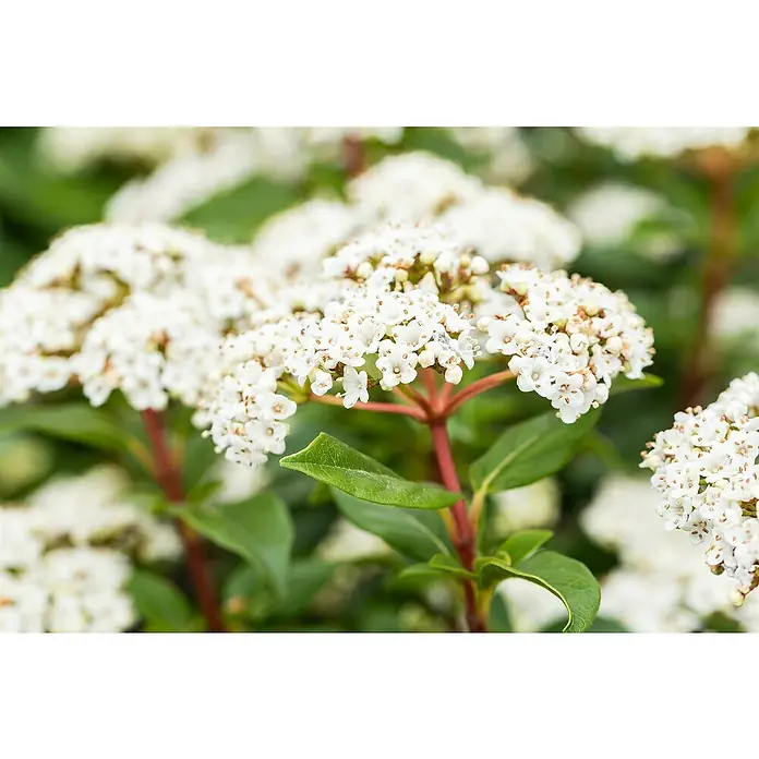 Piardino Lorbeer-Schneeball 2 knospig - Viburnum tinus - Nahaufnahme von blühendem Viburnum, das seine zarten, weißen Blüten und grünen Blätter zeigt, die die Schönheit der Natur hervorheben.