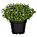Piardino Kissen-Aster 