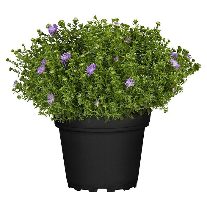 Piardino Kissen-Aster (Aster dumosus, Topfgröße: 13 cm, Verschiedene Farben) | BAUHAUS