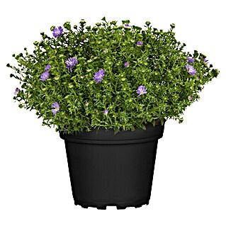 Piardino Kissen-Aster (Aster dumosus, Topfgröße: 13 cm, Verschiedene Farben)