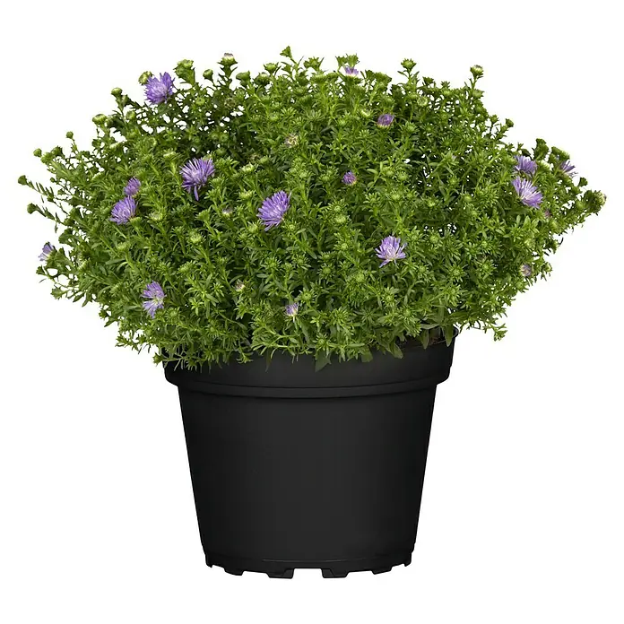 Piardino Kissen-Aster - Aster dumosus, Topfgröße: 13 cm, Verschiedene Farben - Nahaufnahme einer lilafarbenen Aster-Blume in einem schwarzen Topf, die lebendige Farbe und die kompakte Form der Pflanze betont.