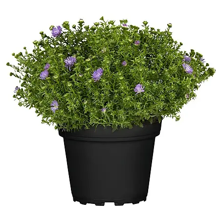 Piardino  Kissen-Aster