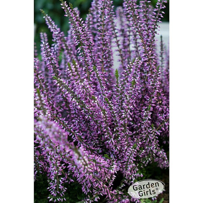 Calluna vulgaris 2 Garden girls Solitaer