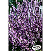 Calluna vulgaris 2 Garden girls Solitaer