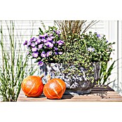 Piardino Kissen-Aster (Aster dumosus, Topfgröße: 13 cm, Verschiedene Farben) | BAUHAUS