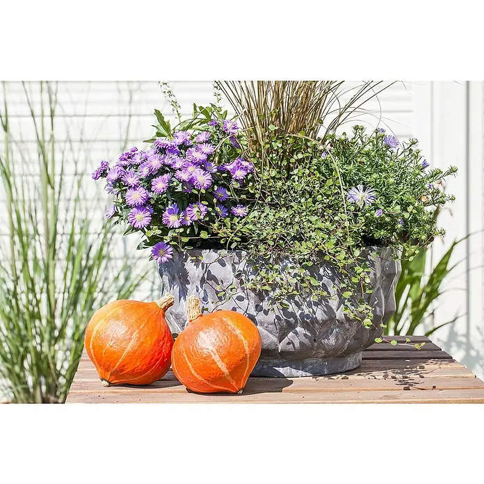 Piardino Kissen-Aster - Aster dumosus, Topfgröße: 13 cm, Verschiedene Farben - Herbstliche Szene mit zwei Kürbissen auf einem Holztisch, im Hintergrund ein Topf mit lila Astern und Ziergräsern.