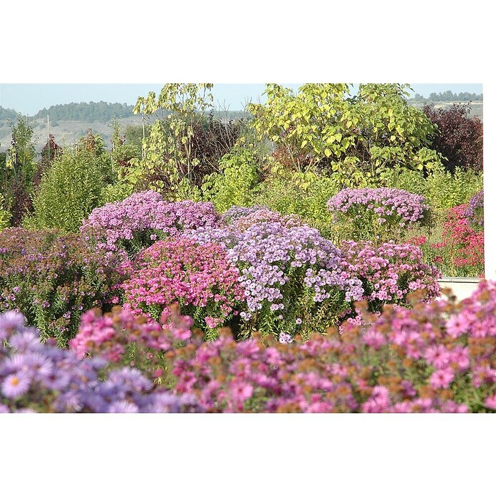 Piardino Kissen-Aster (Aster dumosus, Topfgröße: 13 cm, Verschiedene Farben) | BAUHAUS