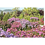 Piardino Kissen-Aster (Aster dumosus, Topfgröße: 13 cm, Verschiedene Farben) | BAUHAUS