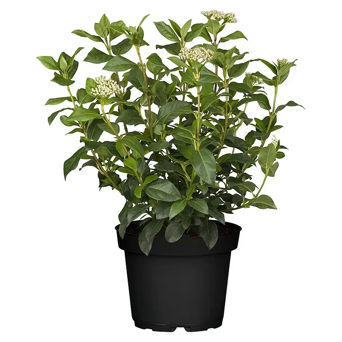 Piardino Lorbeer-Schneeball 2 knospig - Viburnum tinus - Ein Viburnum tinus 'Gwenllian' Strauch in einem schwarzen Topf. Der immergrüne Schneeball 'Gwenllian' hat grüne Blätter und weiße Blütenstände.