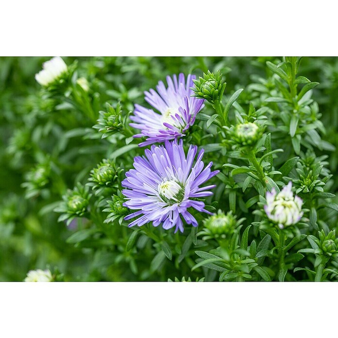 Piardino Kissen-Aster (Aster dumosus, Topfgröße: 13 cm, Verschiedene Farben) | BAUHAUS