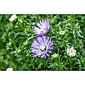 Piardino Kissen-Aster (Aster dumosus, Topfgröße: 13 cm, Verschiedene Farben) | BAUHAUS