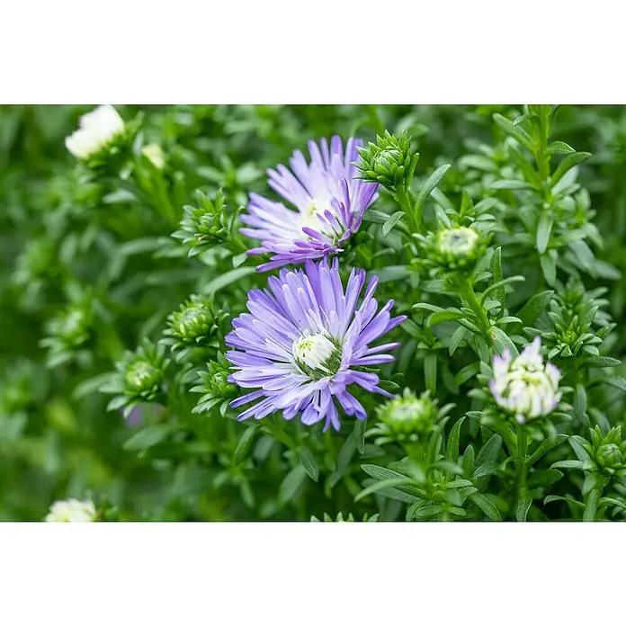 Piardino Kissen-Aster - Aster dumosus, Topfgröße: 13 cm, Verschiedene Farben - Nahaufnahme von lila Asternblüten mit grünen Knospen und Blättern im Hintergrund.