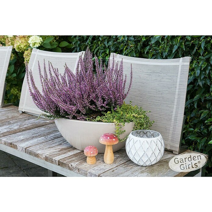 Calluna vulgaris 2 Garden girls Solitaer