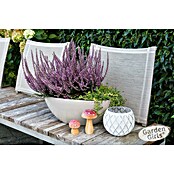 Calluna vulgaris 2 Garden girls Solitaer