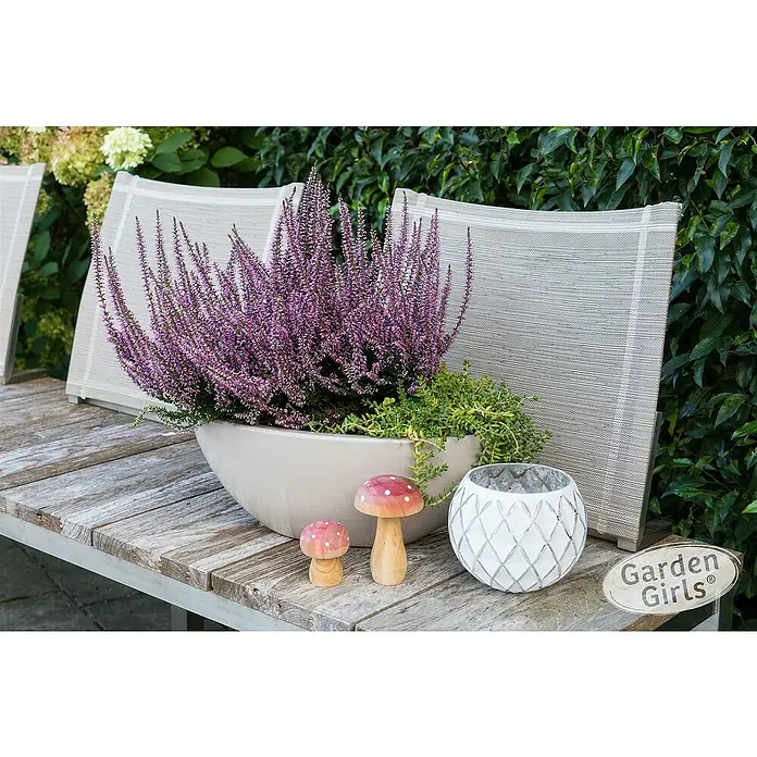 Besenheide Garden girls - Calluna vulgaris, Topfgröße: 17 cm - Blumenarrangement auf einem Holztisch, mit lilafarbenen Blüten, begleitet von dekorativen Pilzen und einer Windlichtkugel, strahlt natürliche Schönheit aus.