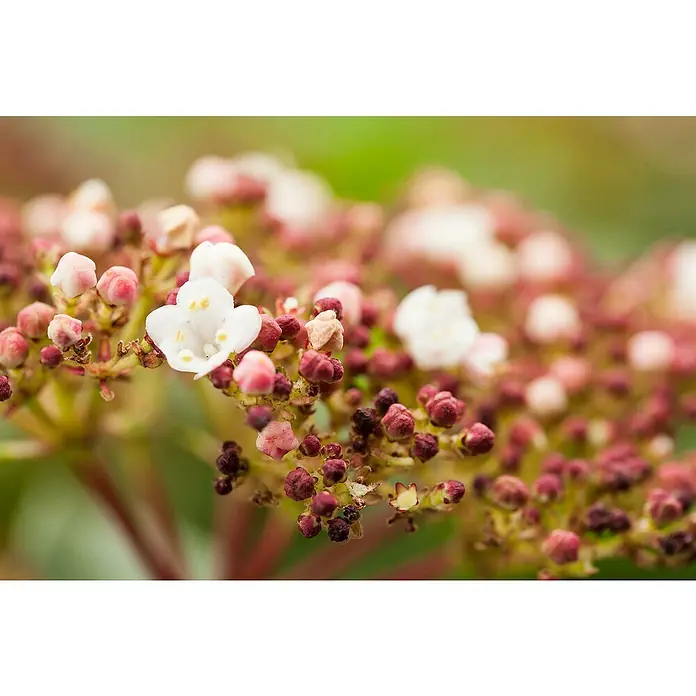Piardino Lorbeer-Schneeball 2 knospig - Viburnum tinus - Nahaufnahme einer Viburnum-Pflanze mit vielen rosa Knospen und weißen Blüten, die einen zarten Kontrast erzeugen.\n