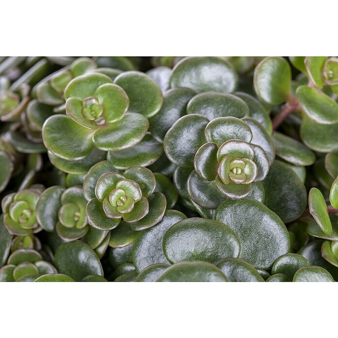 Sedum Hybride 13 Makinoi