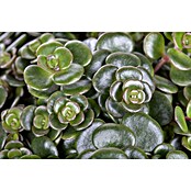 Sedum Hybride 13 Makinoi