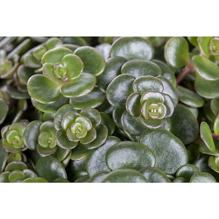 Piardino Mauerpfeffer - Sedum Hybride Makinoi, Topfgröße: 13 cm - Nahaufnahme einer Sedum tetractinum 'Coral Reef' Pflanze mit kleinen, runden, grünen Blättern, die dicht an dicht wachsen.