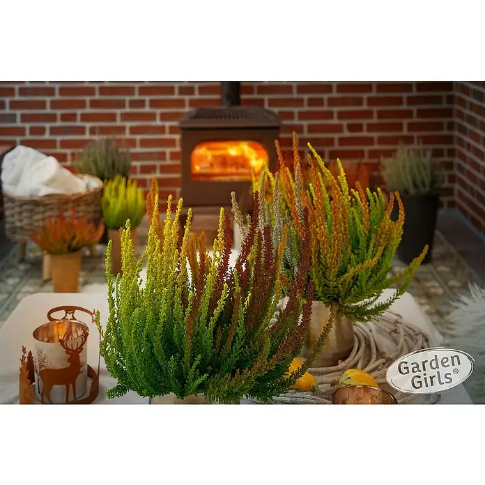 Piardino Besenheide Garden Girls Sunset - Calluna vulgaris, Topfgröße: 17 cm - Dekorative Heidekraut-Pflanzen in Herbstfarben auf einem Tisch arrangiert, mit einer warmen, einladenden Atmosphäre im Hintergrund.