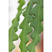 Piardino Kaktus (Epiphyllum anguliger, Topfgröße: 21 cm) | BAUHAUS