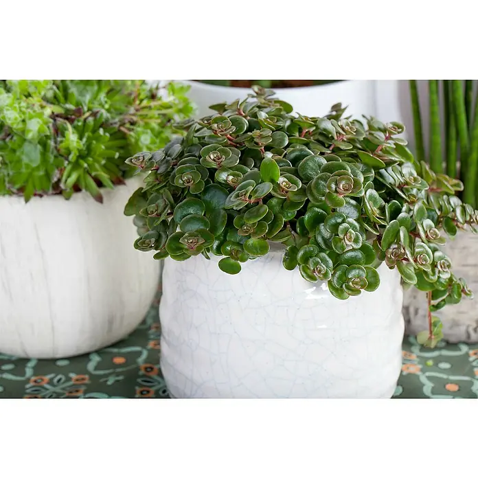 Piardino Mauerpfeffer - Sedum Hybride Makinoi, Topfgröße: 13 cm - Nahaufnahme einer Sedum tetractinum Pflanze in einem weißen Keramiktopf, mit dekorativen grünen Blättern und einem rustikalen Charme.