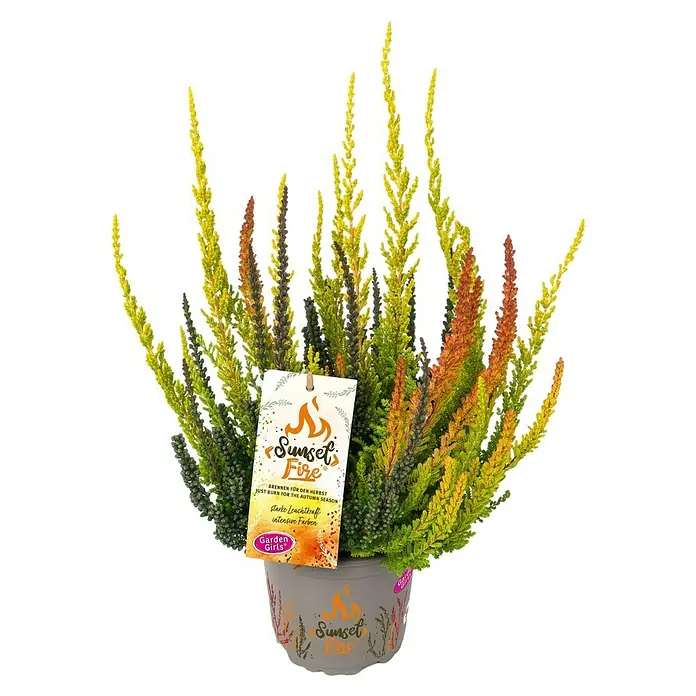Piardino Besenheide Garden Girls Sunset - Calluna vulgaris, Topfgröße: 17 cm - Das Bild zeigt eine Sunset Fire Pflanze im Topf. Sie zeichnet sich durch ihre leuchtenden Farben und herbstliche Ausstrahlung aus.