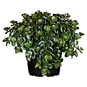Sedum Hybride 13 Makinoi