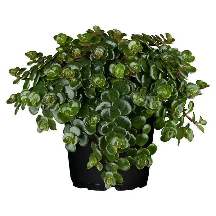 Piardino Mauerpfeffer - Sedum Hybride Makinoi, Topfgröße: 13 cm - Nahaufnahme einer Sedum tetractinum 'Coral Reef'-Pflanze in einem schwarzen Topf, die ihre dichten, sukkulenten Blätter zeigt.