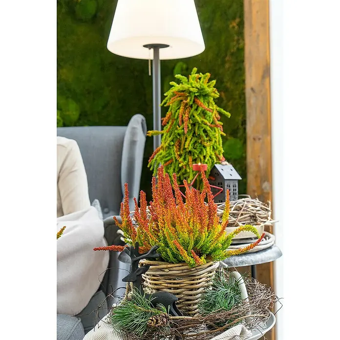 Piardino Besenheide Garden Girls Sunset - Calluna vulgaris, Topfgröße: 17 cm - Dekorative Herbstheide in einem Korb, mit Tannenzweigen, Zapfen und zwei Hirschfiguren. Im Hintergrund ein grüner Mooshintergrund.