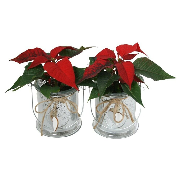 Piardino Weihnachtsstern im Glas mit Deko - Euphorbia pulcherrima,  Topfgre: 6 cm online kaufen bei BAUHAUS